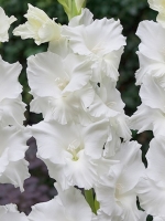 Гладиолус садовый Paloma Blanca (Палома Бланка)