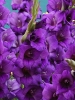 Гладиолус садовый Purple Flora (Пепл Флора)