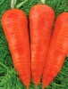 Морковь Карамелька