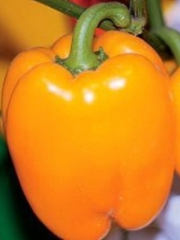 Перец Калифорнийское Чудо оранжевый
