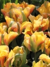 Тюльпан зеленоквітковий Golden Artist (Голден Артист) - Image1
