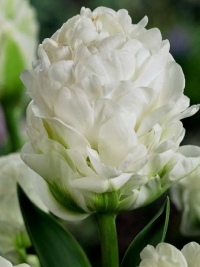 Тюльпан Махровый поздний Harborlight (Харборлайт)