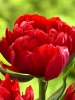 Тюльпан махровый ранний Abba (Абба)