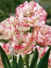 Тюльпан Махровый ранний Belicia (Белиция) - Image1