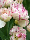 Тюльпан Махровый ранний Belicia (Белиция) - Image2