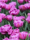 Тюльпан Махровый ранний Color Burst (Колор Берст) - Image1