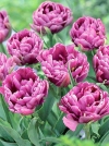 Тюльпан Махровый ранний Color Burst (Колор Берст) - Image2