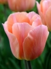 Тюльпан Простой ранний Apricot Beauty (Эйприкот Бьюти)