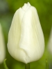 Тюльпан простий ранній White Prince (Вайт Принц)