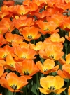 Тюльпан Тріумф Kings Orange (Кінгс Оранж) - Image2