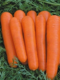 Морковь Детская