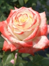 Роза чайно-гибридная Imperatrice Farah (Императрица Фарах) - Image1