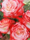 Роза чайно-гибридная Imperatrice Farah (Императрица Фарах) - Image2