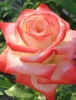 Роза чайно-гибридная Imperatrice Farah (Императрица Фарах)