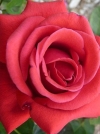 Роза чайно-гибридная Amalia (Амалия) - Image1