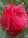 Роза чайно-гибридная Amalia (Амалия) - Image2