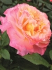 Роза чайно-гибридная Augusta Luise (Августа Луиза)