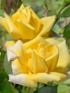 Роза чайно-гибридная Berolina (Беролина) - Image1
