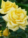 Роза чайно-гибридная Berolina (Беролина) - Image2