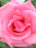 Роза чайно-гибридная Carina (Карина)