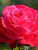 Роза чайно-гибридная Dame de Coeur (Дам де Кер)