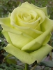 Роза чайно-гибридная Jade (Жаде)