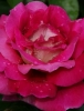 Роза чайно-гибридная Kronenbourg (Кроненбург)