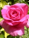 Роза чайно-гибридная Lancome (Ланком) - Image1