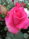 Роза чайно-гибридная Lancome (Ланком) - Image2