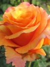 Роза чайно-гибридная Milva (Милва) - Image2