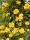 Роза плетистая Goldstern (Голдстерн) - Image2