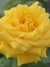 Роза плетистая Goldstern (Голдстерн) - Image3