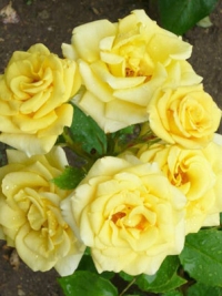 Роза плетистая Goldstern (Голдстерн)