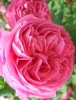 Роза плетистая Pink Mushimara (Пинк Мушимара)