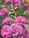 Роза плетистая Violette Parfumee Climbing (Виолет Парфум Климбинг) - Image1