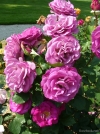 Роза плетистая Violette Parfumee Climbing (Виолет Парфум Климбинг) - Image2