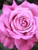 Роза плетистая Violette Parfumee Climbing (Виолет Парфум Климбинг)