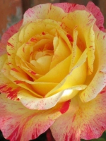 Роза флорибунда Camille Pissarro (Камиль Писсаро)