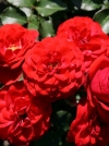 Роза флорибунда Cordula (Кордула) - Image2