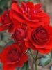 Роза флорибунда Cordula (Кордула)