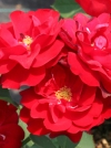 Роза флорибунда Lilli Marleen (Лили Марлен) - Image1