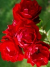 Роза флорибунда Lilli Marleen (Лили Марлен) - Image2