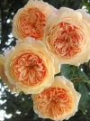 Роза шраб Crown Princess Margareta (Кроун Принцесса Маргарет) - Image2