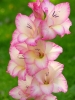 Гладиолус садовый Priscilla (Присцилла)