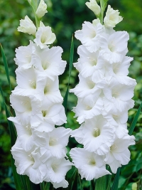 Гладиолус садовый White Prosperity (Вайт Просперити)