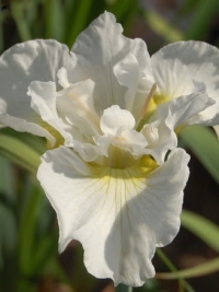 Ирис сибирский Bellissima (Белиссима)