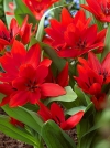 Тюльпан ботанічний чудовий Van Tubergens Variety (Ван Тубергенс Варіеті) - Image1