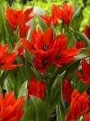 Тюльпан ботанічний чудовий Van Tubergens Variety (Ван Тубергенс Варіеті) - Image2