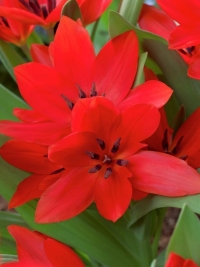 Тюльпан ботанічний чудовий Van Tubergens Variety (Ван Тубергенс Варіеті)