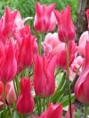 Тюльпан лилиецветный Pretty Love (Притти Лав) - Image1